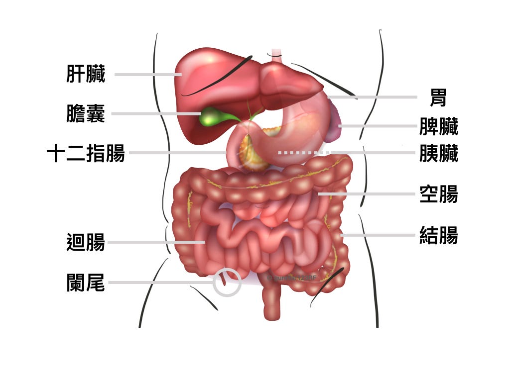 腹部九宮格器官位置圖